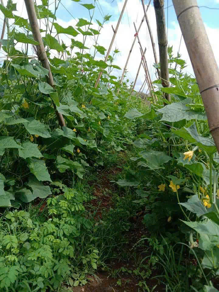CÔNG TY TNHH THỰC PHẨM HAPPY FARM